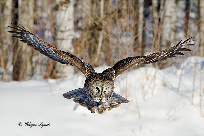 Hunting Great Gray Owl 138 by Dr. Wayne Lynch &copy;